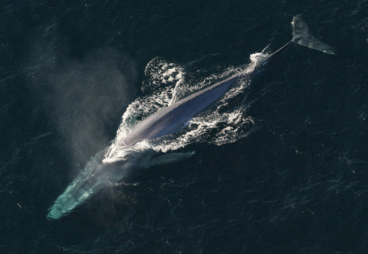 Balaenoptera musculus