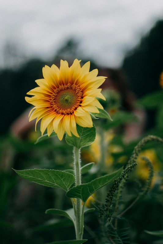 Photo by Max Andrey: https://www.pexels.com/photo/sunflower-selective-focus-photography-1366630/