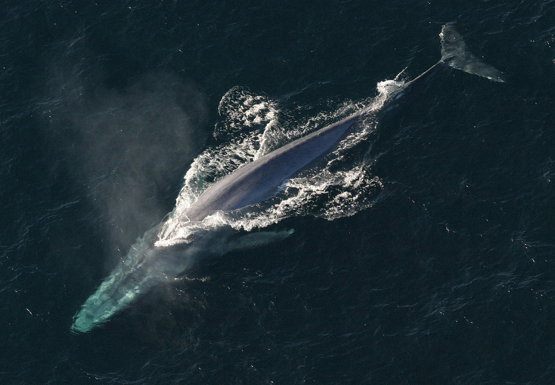 Balaenoptera musculus